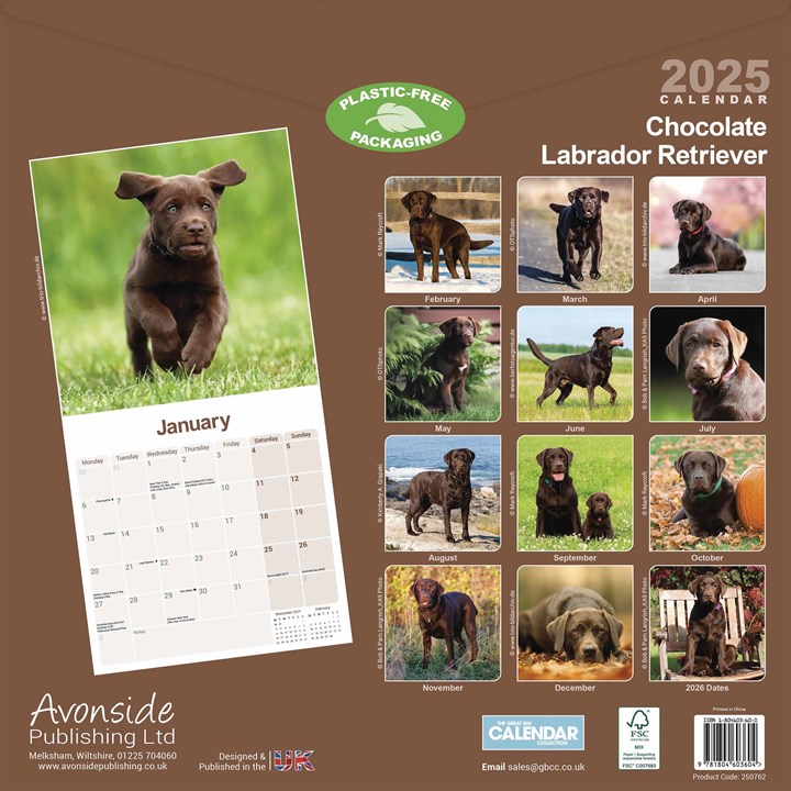 Chocolate Labrador Retriever Calendar 2025