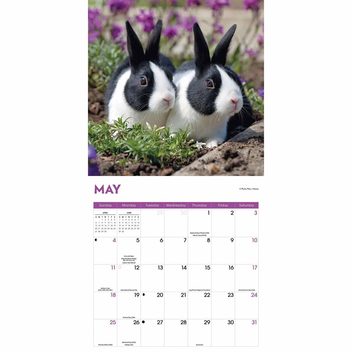 Rabbits Calendar 2025