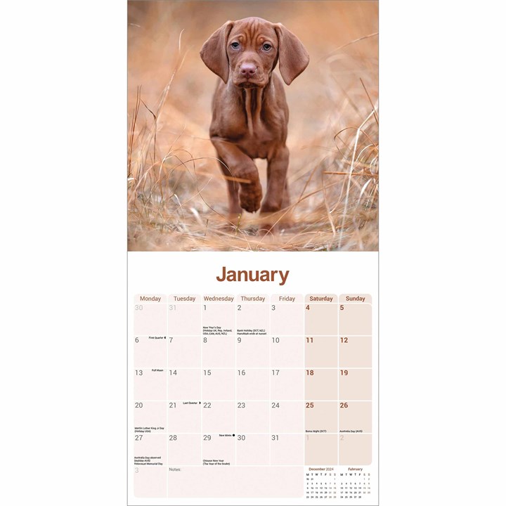 Vizsla Calendar 2025