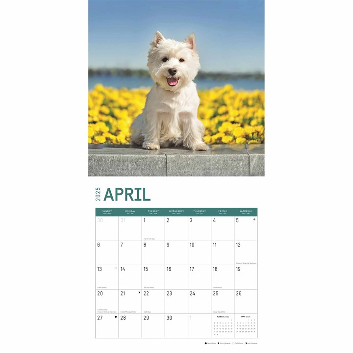 West Highland White Terriers Calendar 2025