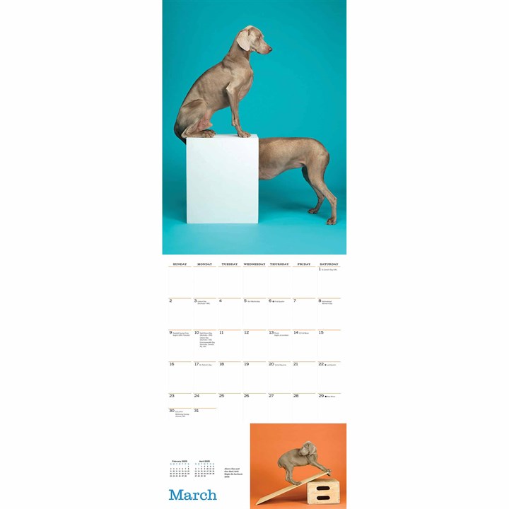 William Wegman, Big and Little Deluxe Calendar 2025