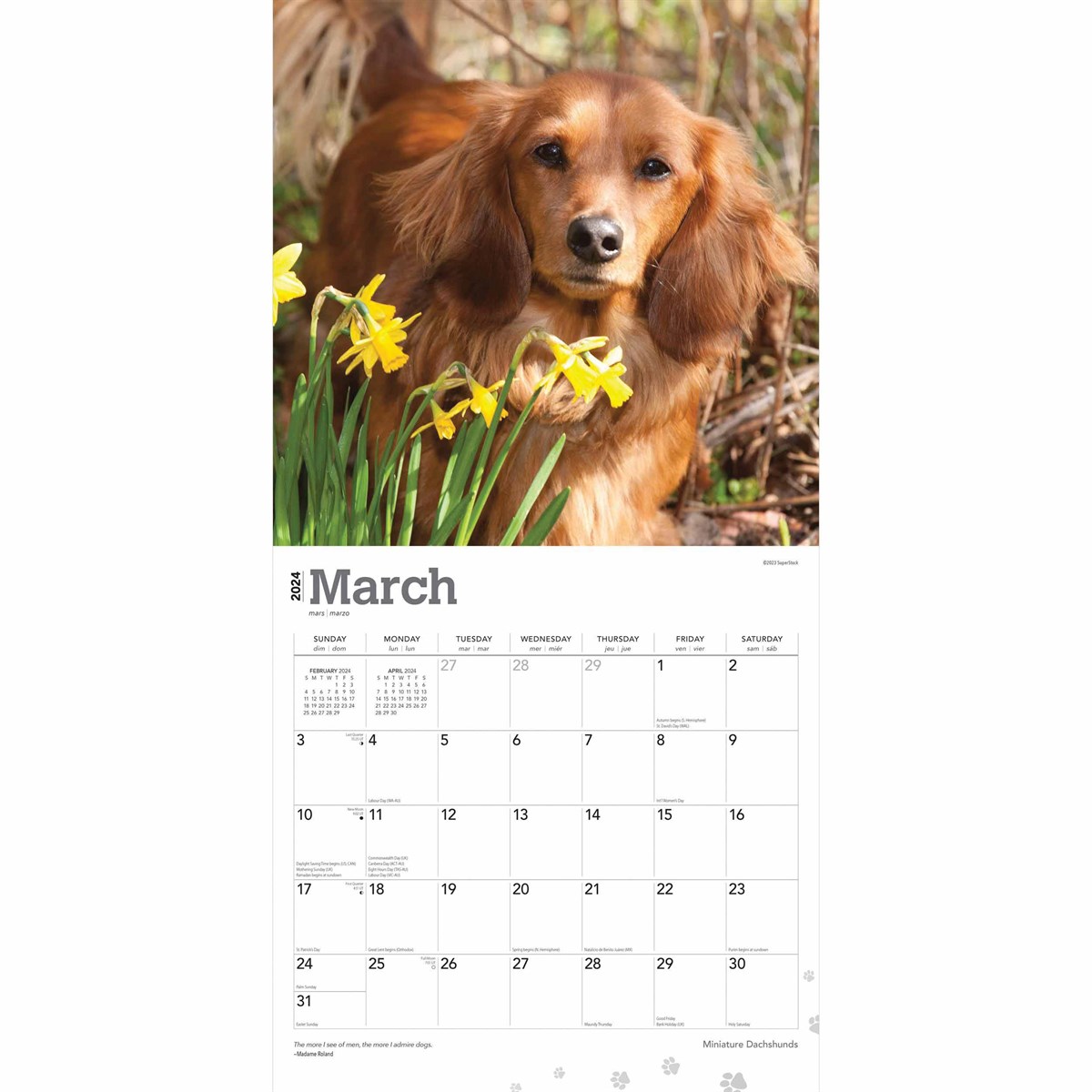 Miniature Dachshunds Calendar 2024