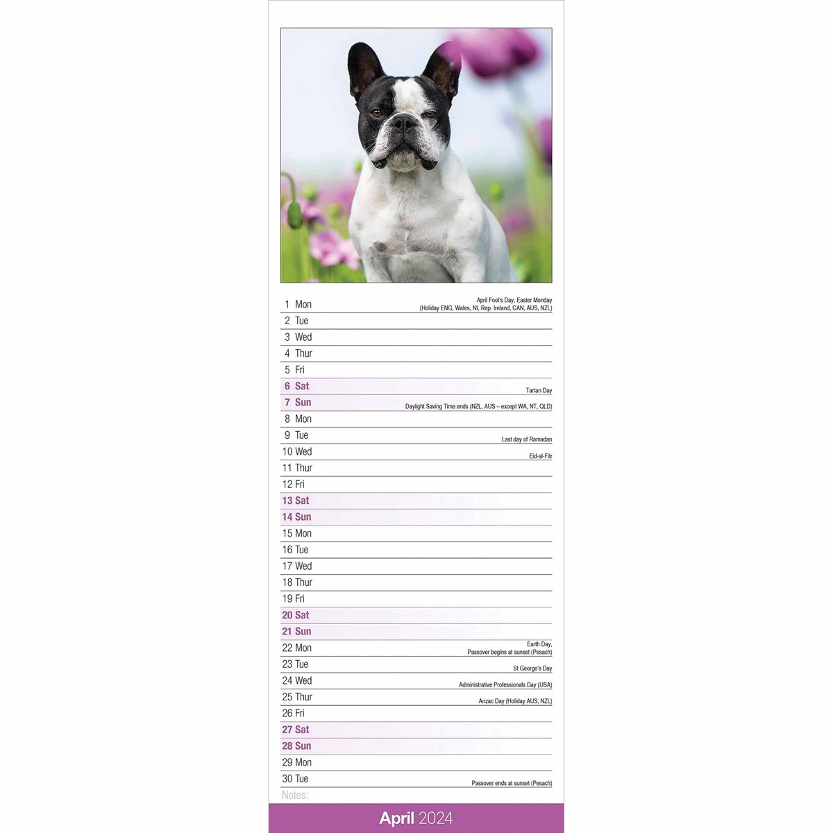 French Bulldog Slim Calendar 2024
