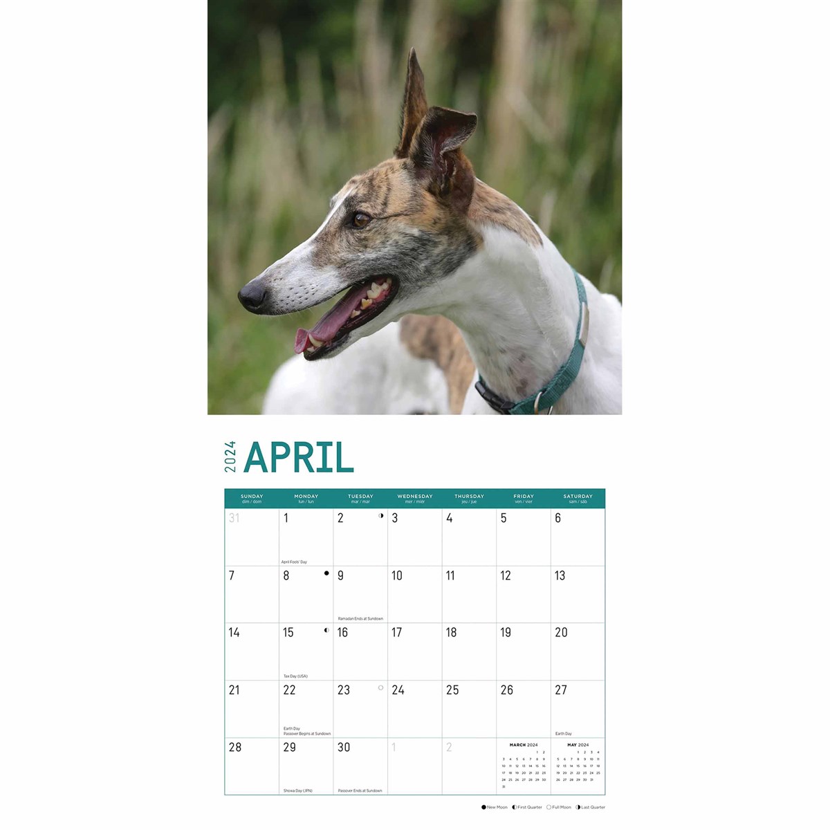 Greyhounds Calendar 2024