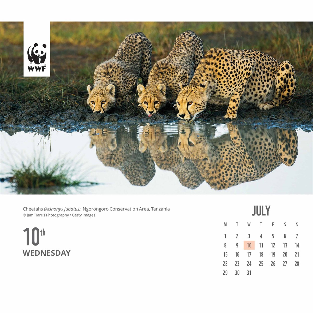 WWF, Natural World Desk Calendar 2024