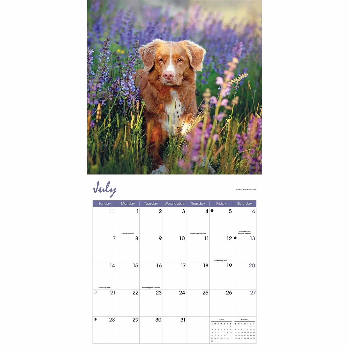 Nova Scotia Duck Tolling Retriever Calendar 2024