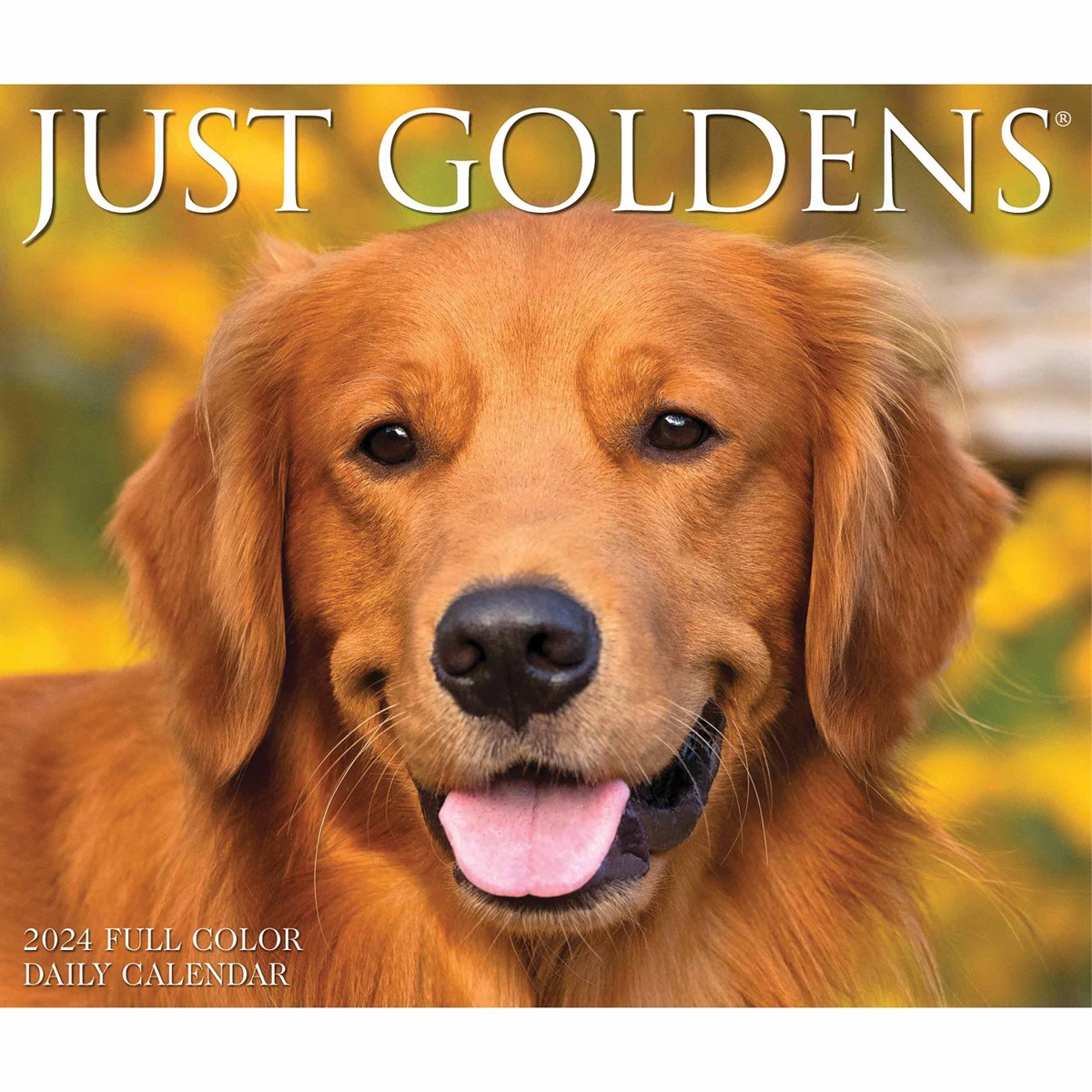 Just Goldens Desk Calendar 2024