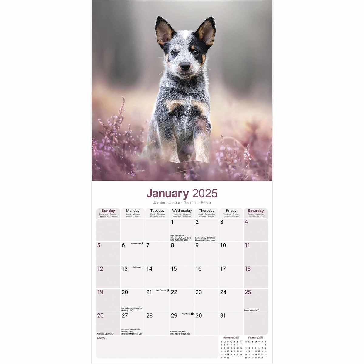 Australian Cattle Dog Calendar 2025