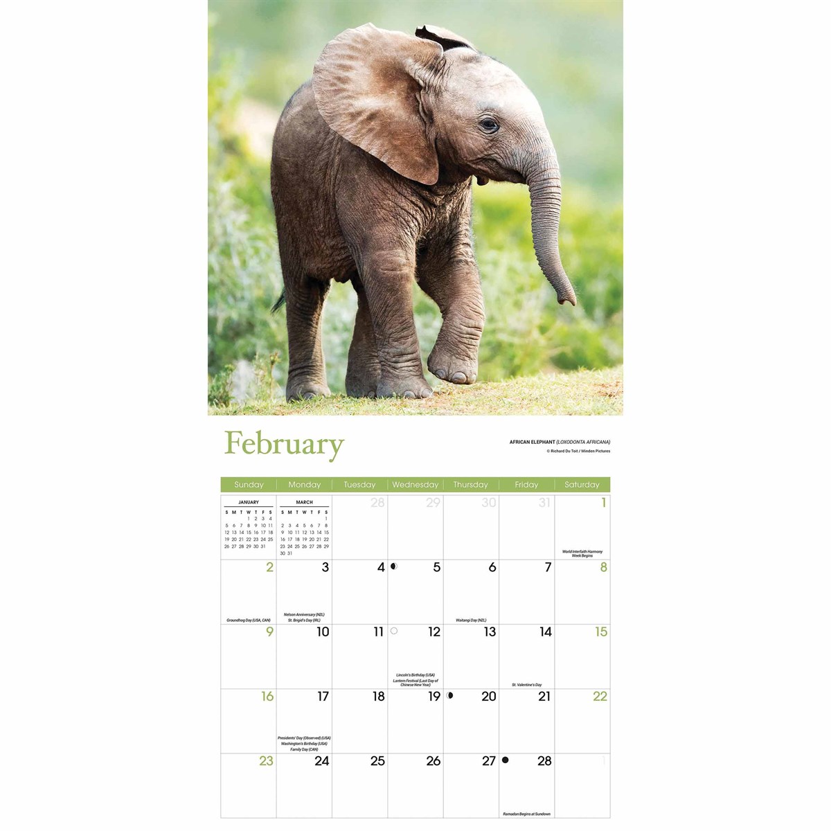 Baby Animals Calendar 2025