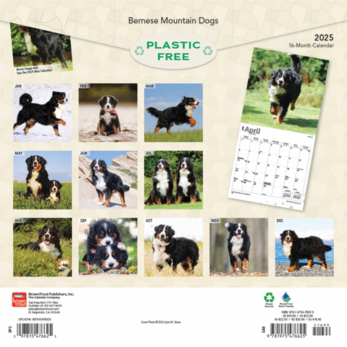 Bernese Mountain Dogs Calendar 2025