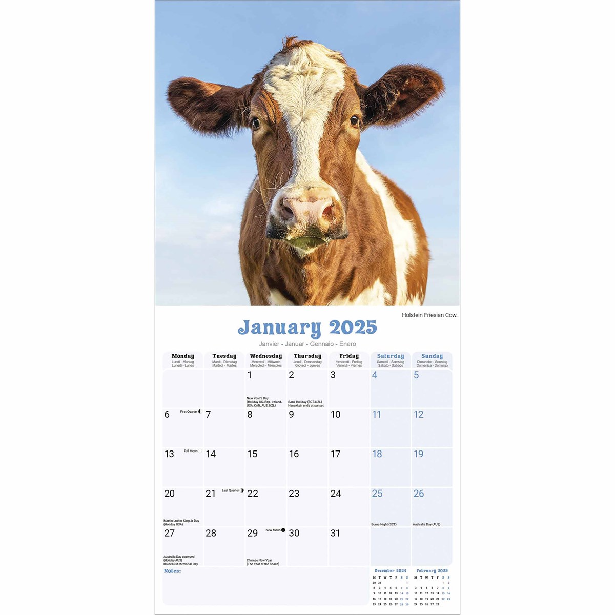 Cows Calendar 2025