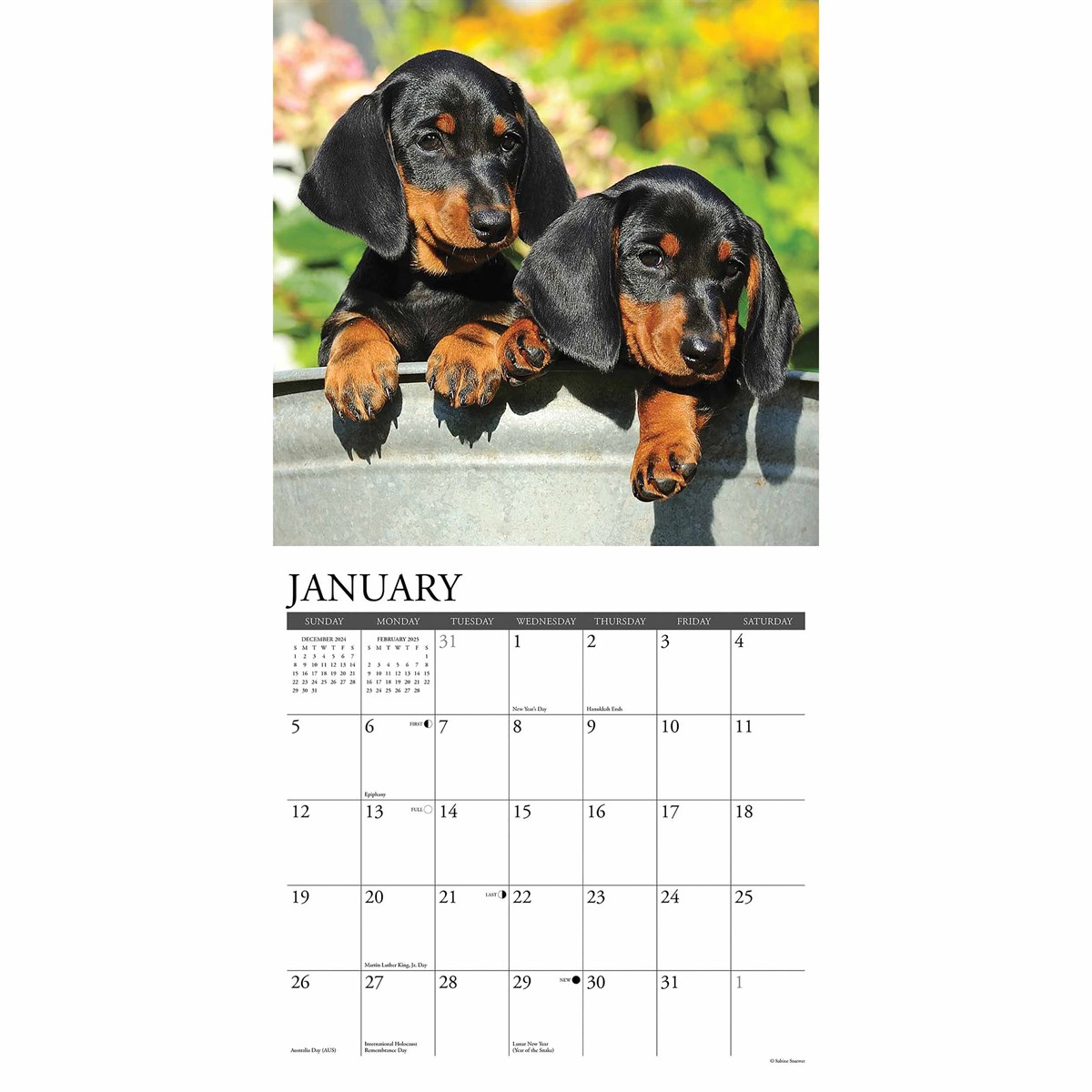 Dachshund Puppies Calendar 2025