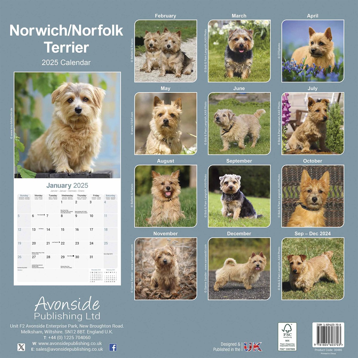 Norwich & Norfolk Terrier Calendar 2025