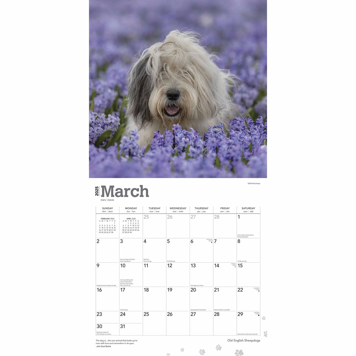 Old English Sheepdogs Calendar 2025