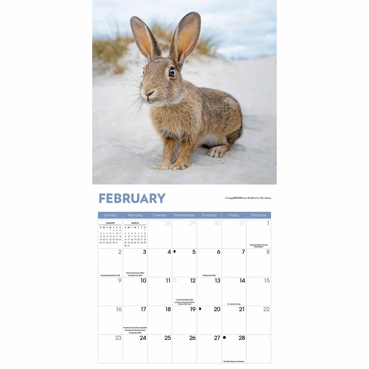 Rabbits Calendar 2025