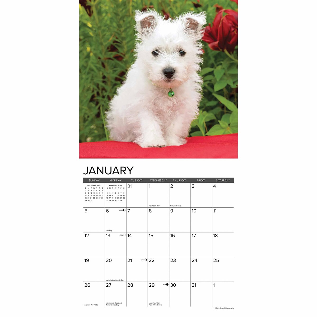 Westie Puppies Calendar 2025