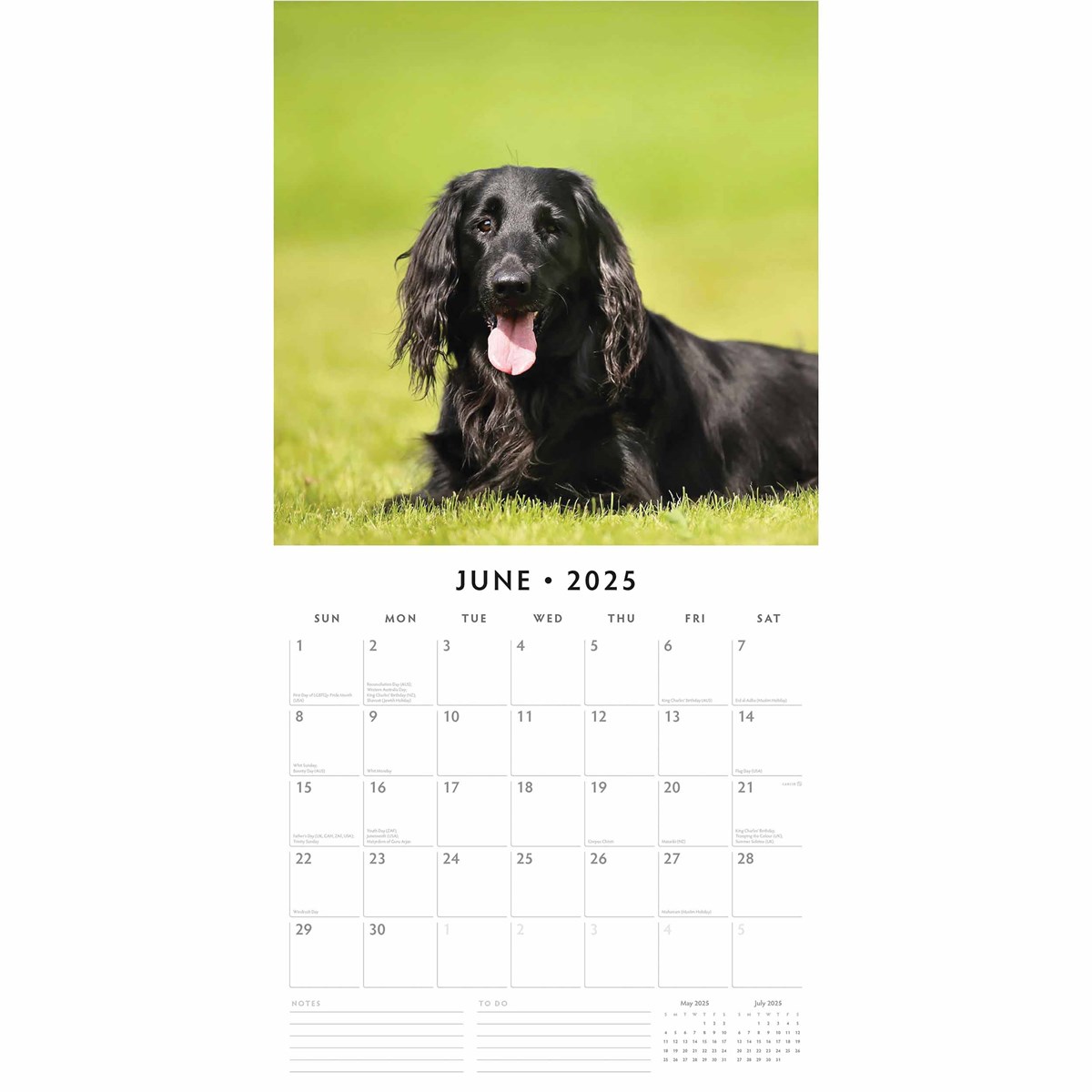 Flat Coated Retrievers Calendar 2025