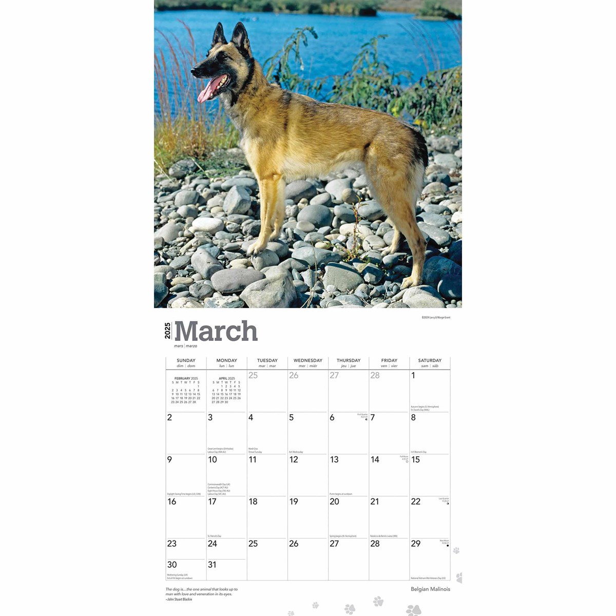 Belgian Malinois Calendar 2025