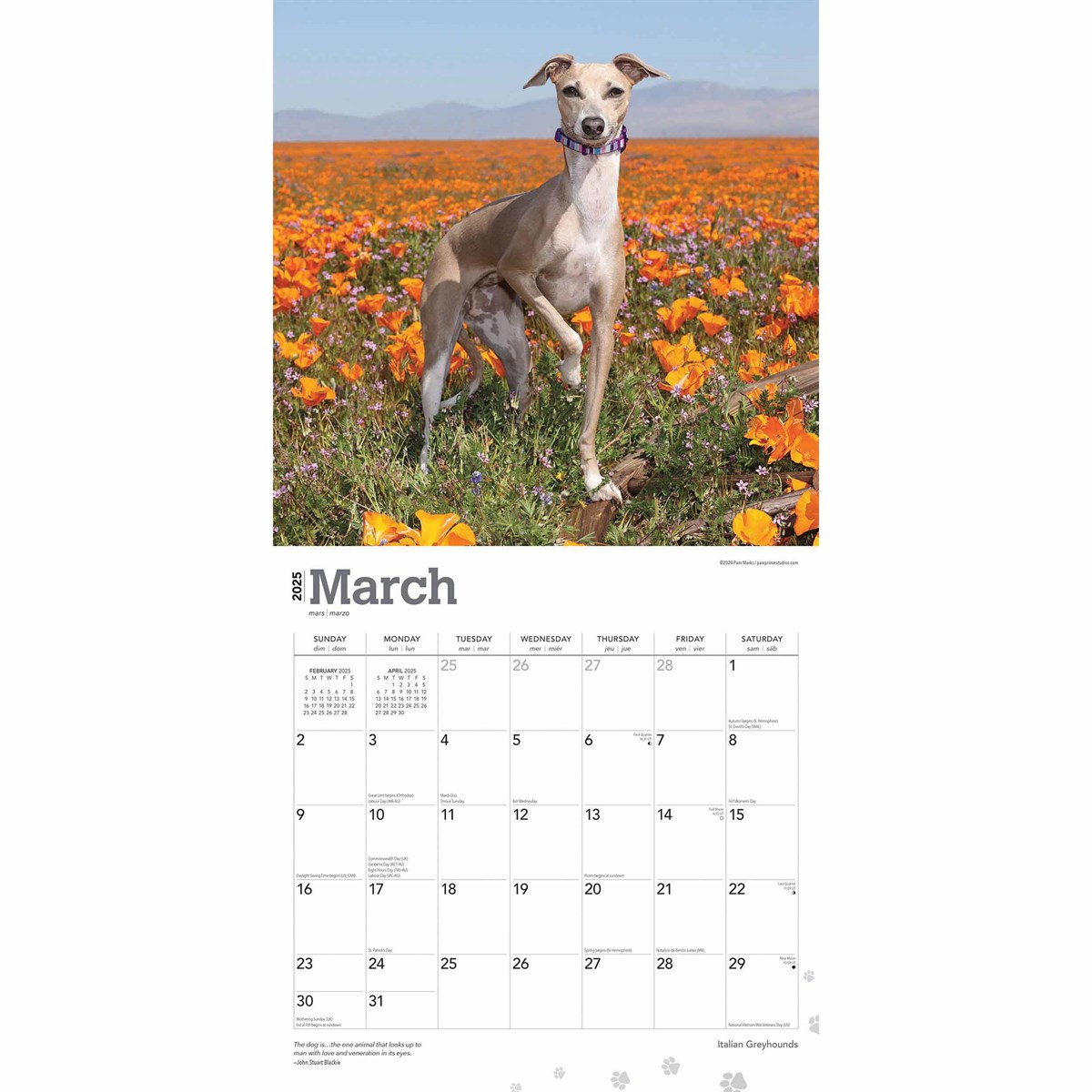 Italian Greyhounds Calendar 2025