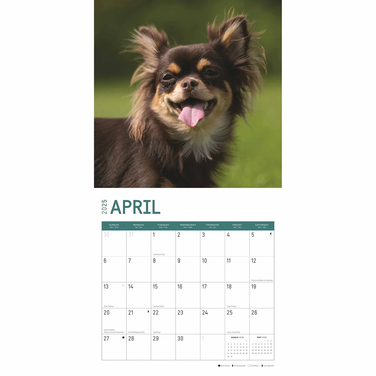 Longhaired Chihuahuas Calendar 2025