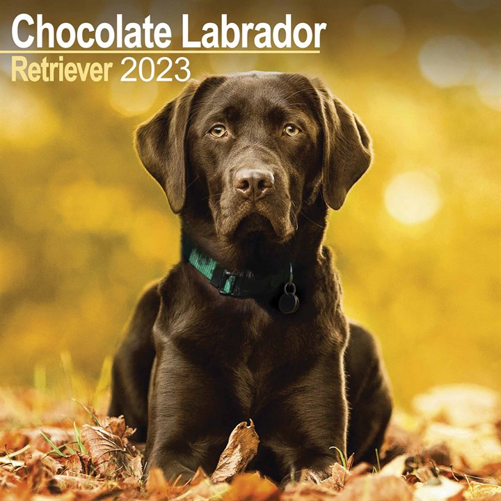 Chocolate Labrador Retriever Calendar 2023