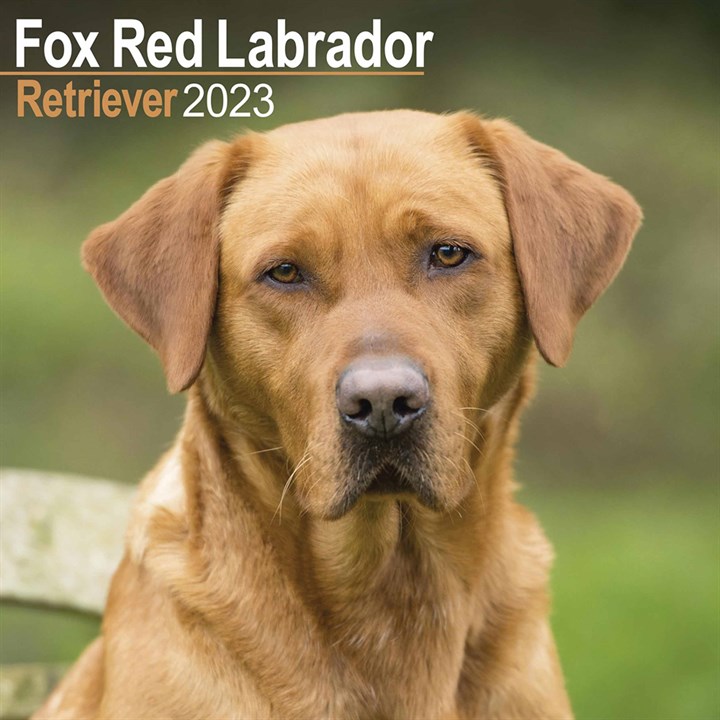 Fox Red Labrador Retriever Calendar 23