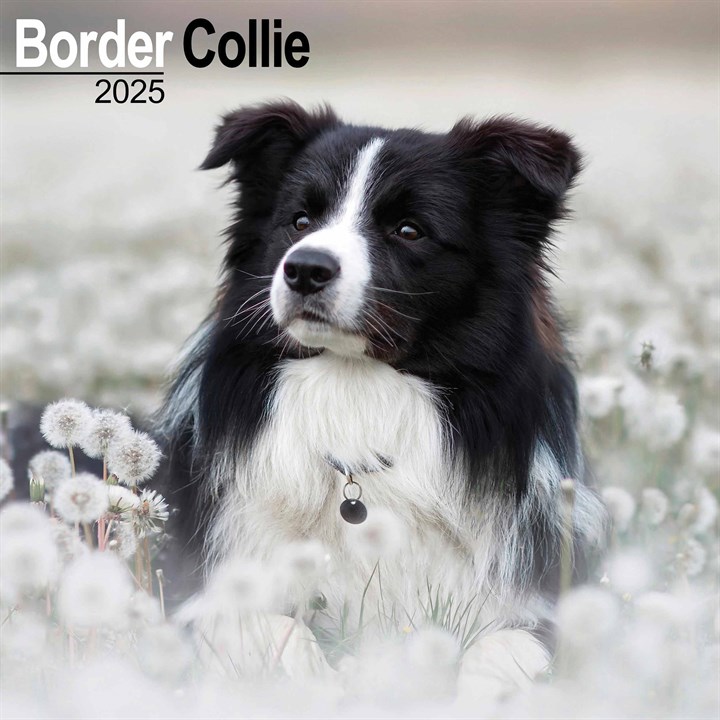 Border Collie Calendar 2025