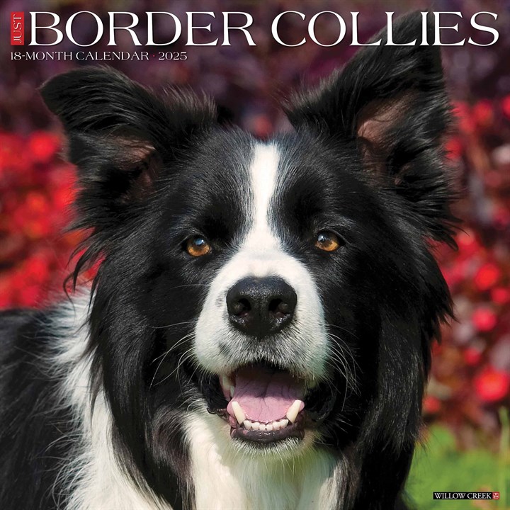 Just Border Collies Calendar 2025