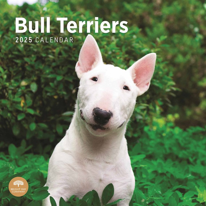 Bull Terriers Calendar 2025