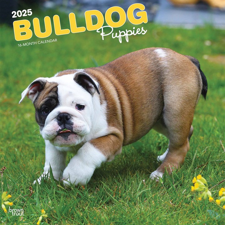 Bulldog Puppies Calendar 2025