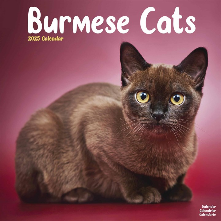 Burmese Cats Calendar 2025