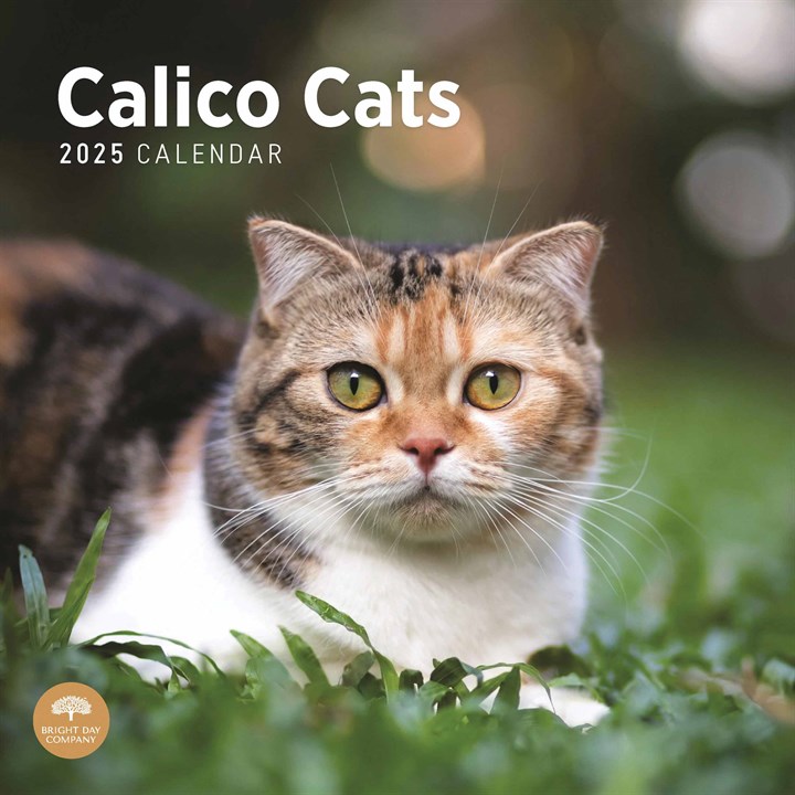 Calico Cats Calendar 2025