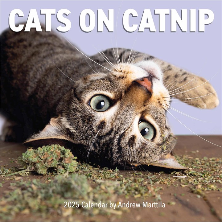 Cats On Catnip Calendar 2025