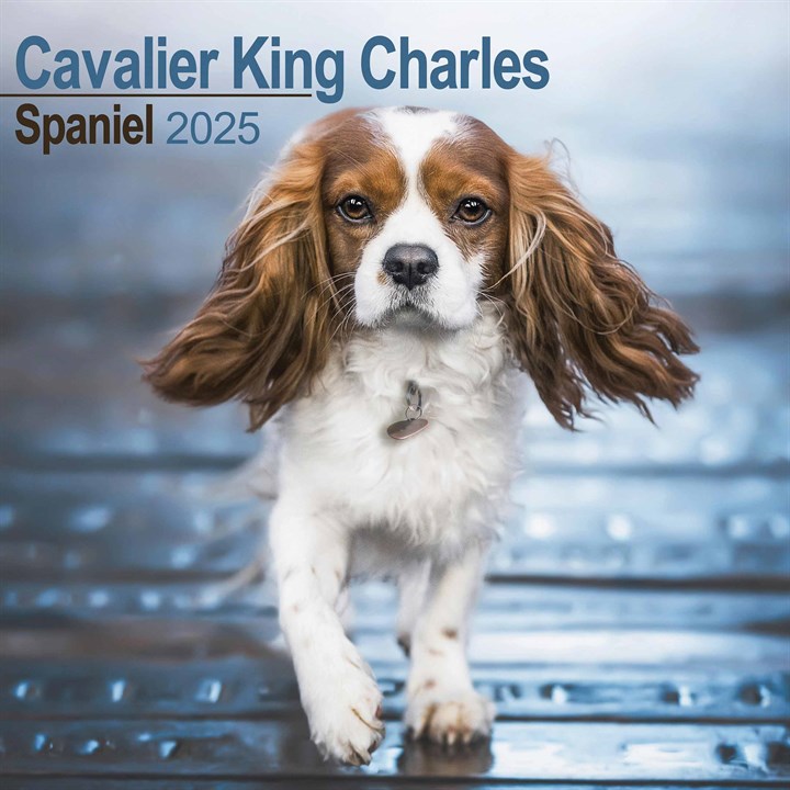 Cavalier King Charles Spaniel Calendar 2025