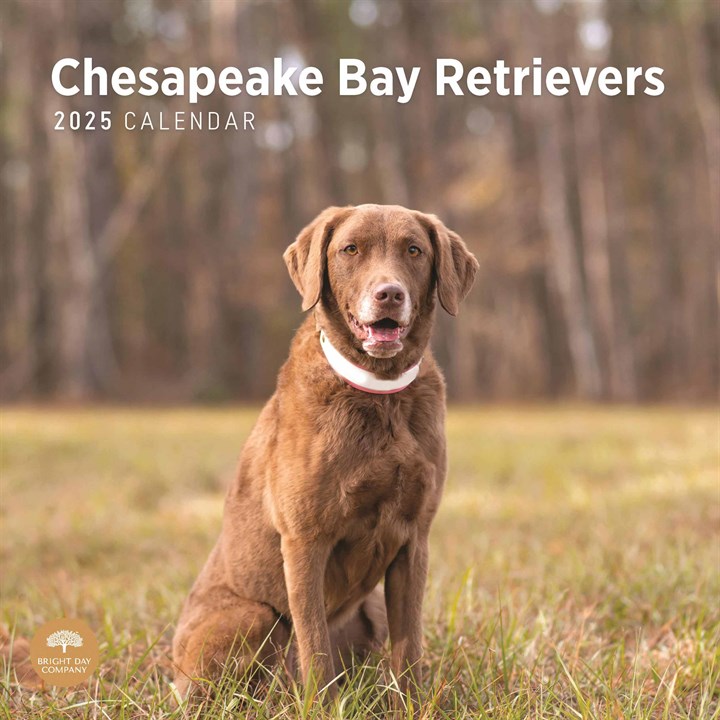 Chesapeake Bay Retrievers Calendar 2025