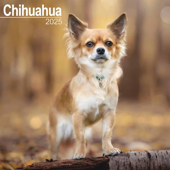 Chihuahua Calendar 2025