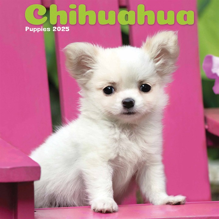 Chihuahua Puppies Mini Calendar 2025