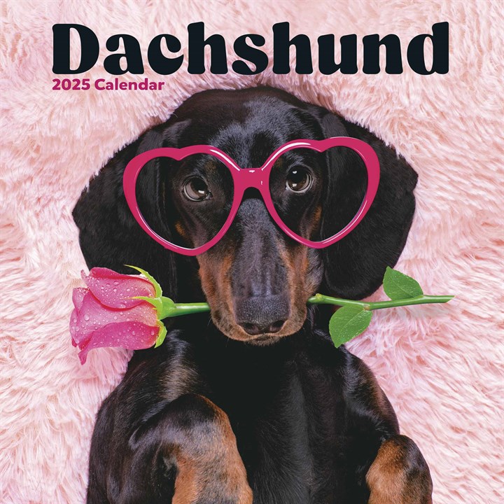 Dachshund Calendar 2025