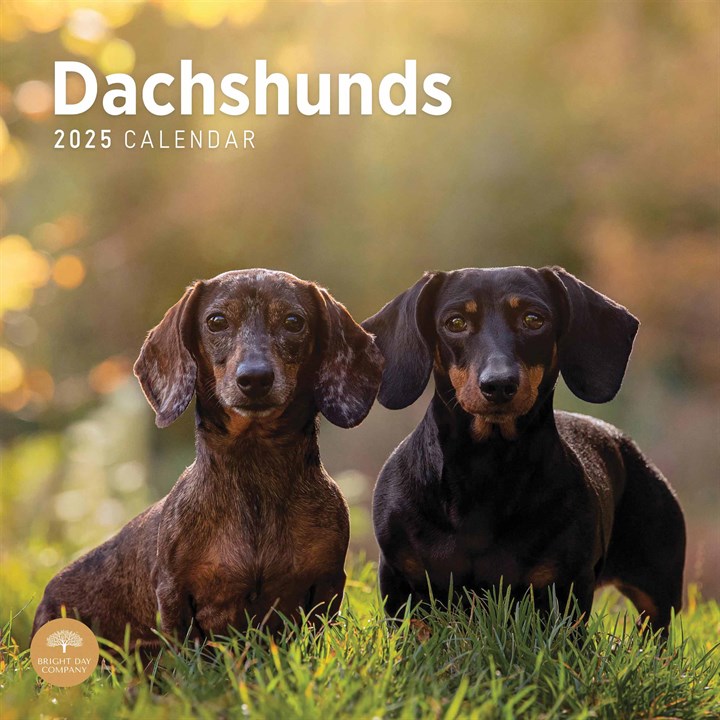 Dachshund 2025 Calendars For Sale For Sale