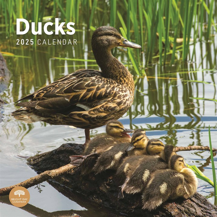 Ducks Calendar 2025