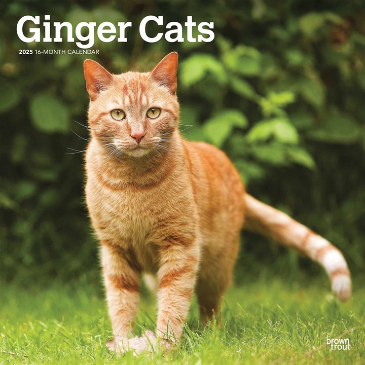 Ginger Cats Calendar 2025