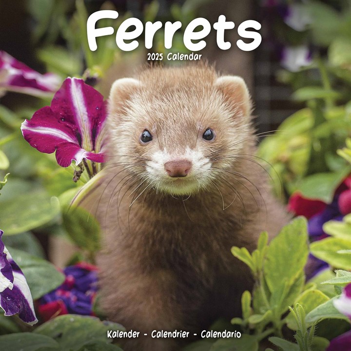 Ferrets Calendar 2025