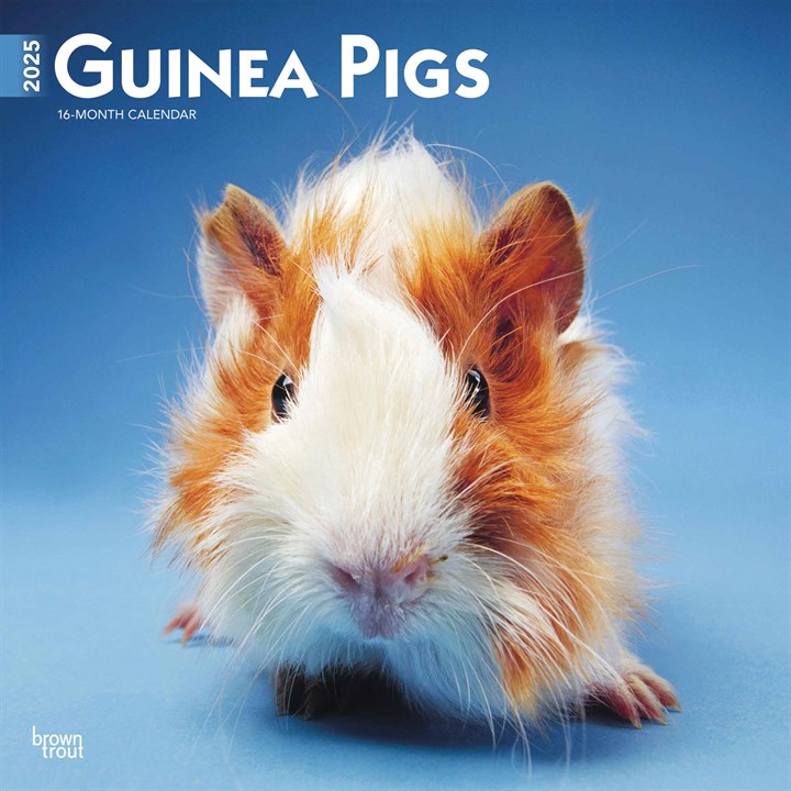 Guinea Pigs Calendar 2025