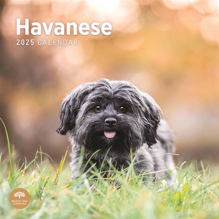 Just Havanese Calendar 2025