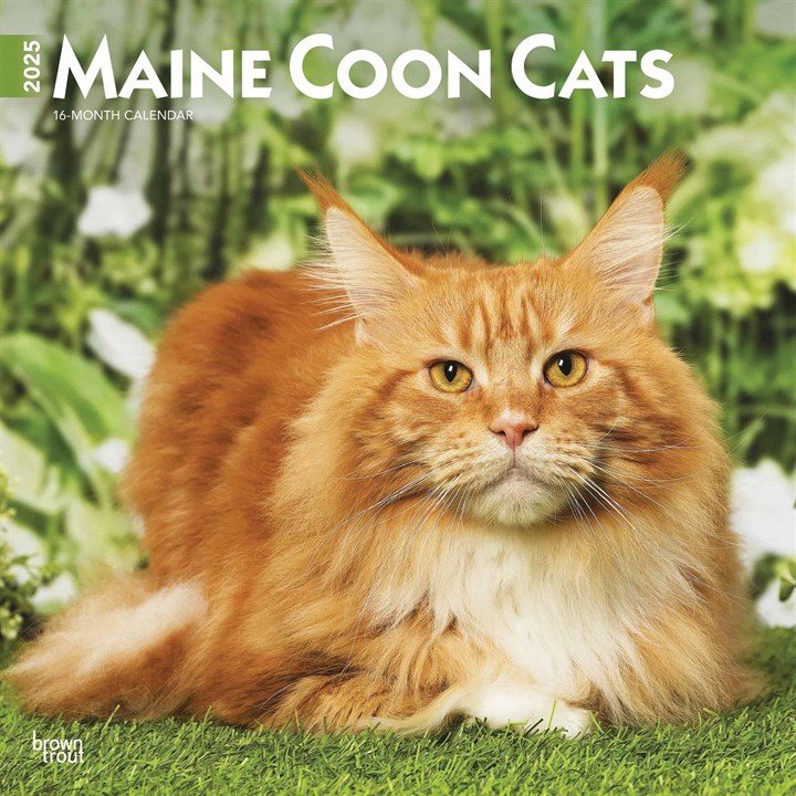 Maine Coon Cats Calendar 2025