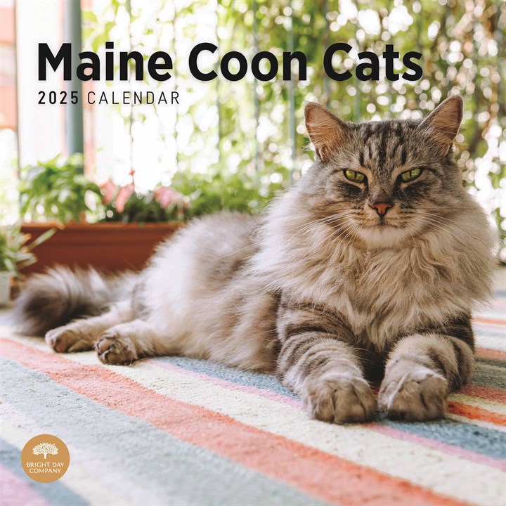Maine Coon Cats Calendar 2025