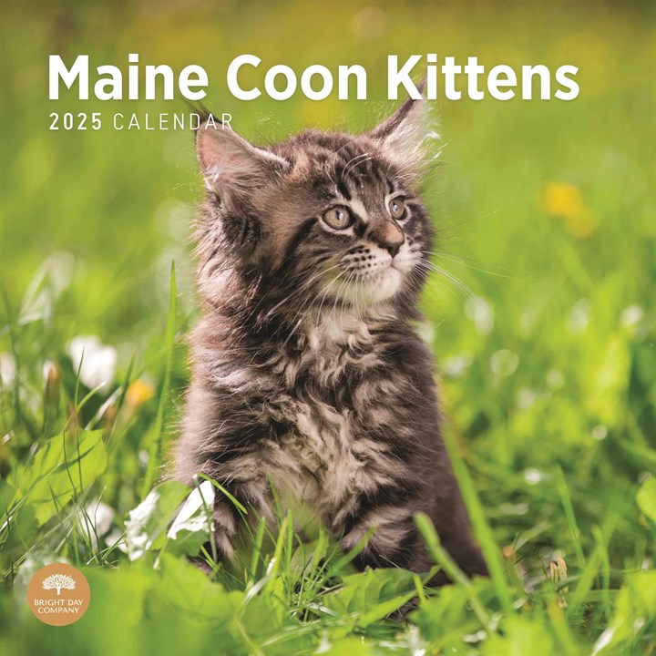 Maine Coon Kittens Calendar 2025