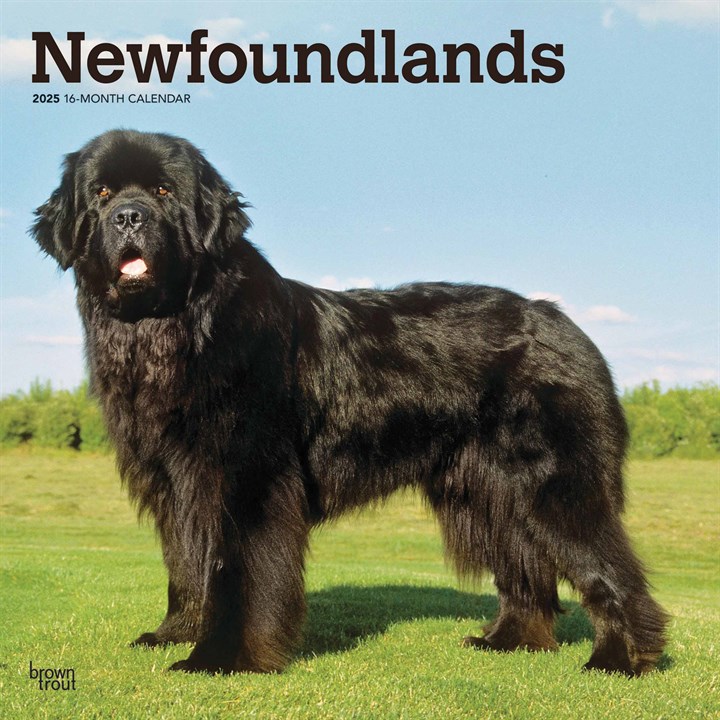 Newfoundlands Calendar 2025