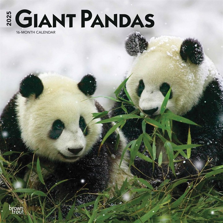 Giant Pandas Calendar 2025