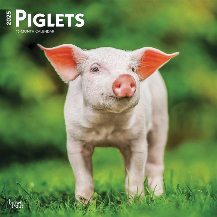 Piglets Calendar 2025